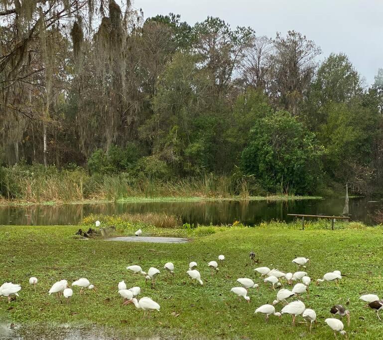 Professor Rousseau'S Manatee Bay Apartment Crystal River Exterior photo