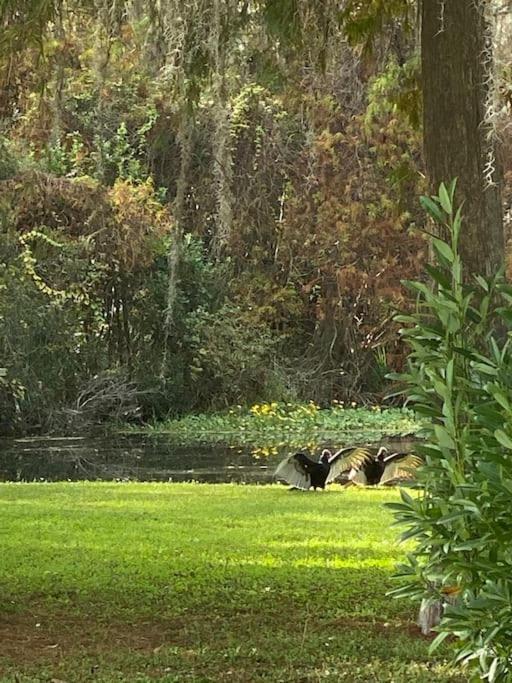 Professor Rousseau'S Manatee Bay Apartment Crystal River Exterior photo